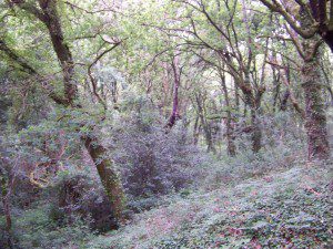Bosque toxa