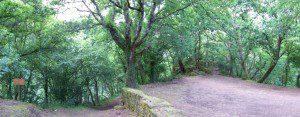 bosque carboeiro