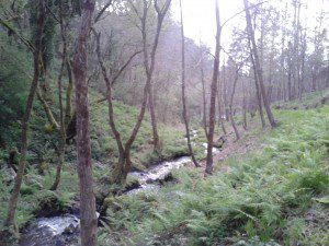 Fervedas de Rus y Entrecruces. Carballo. 3 Ferveda Rus