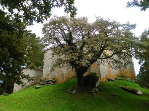 San Paio de Narla, Friol. Lugo. 3 IMG 20161101 172246