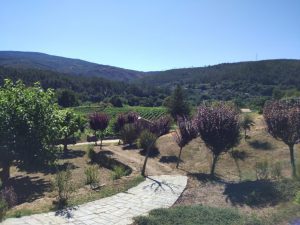 XXXVIII Festa do pemento de Arnoia, Arnoia. Ourense. 15 IMG 20170805 174250