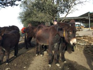 Miranda do Douro. Portugal. 24 IMG 20180218 162131
