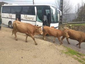 Montalegre. Portugal. 14 IMG 20180324 111129